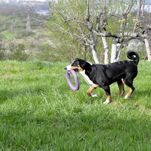 Appenzell perro de ganado corriendo sobre la hierba verde . — Foto de Stock