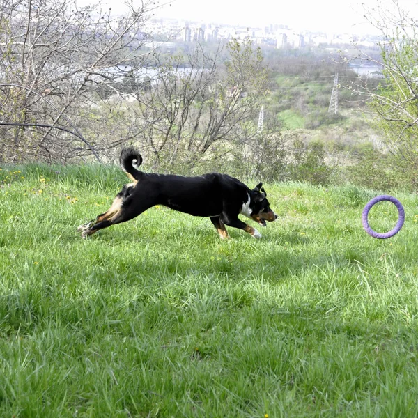 Appenzell perro de ganado corriendo sobre la hierba verde . — Foto de Stock