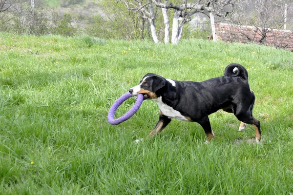 Appenzell perro de ganado corriendo sobre la hierba verde . — Foto de Stock