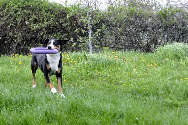 绿色的草地上跑的阿彭策尔牛狗 — 图库照片