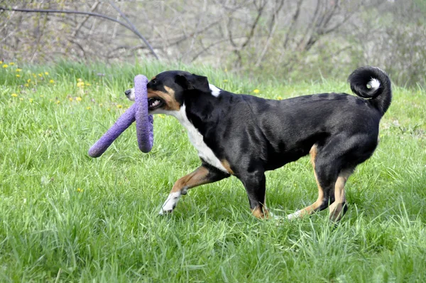 Appenzell perro de ganado corriendo sobre la hierba verde . — Foto de Stock