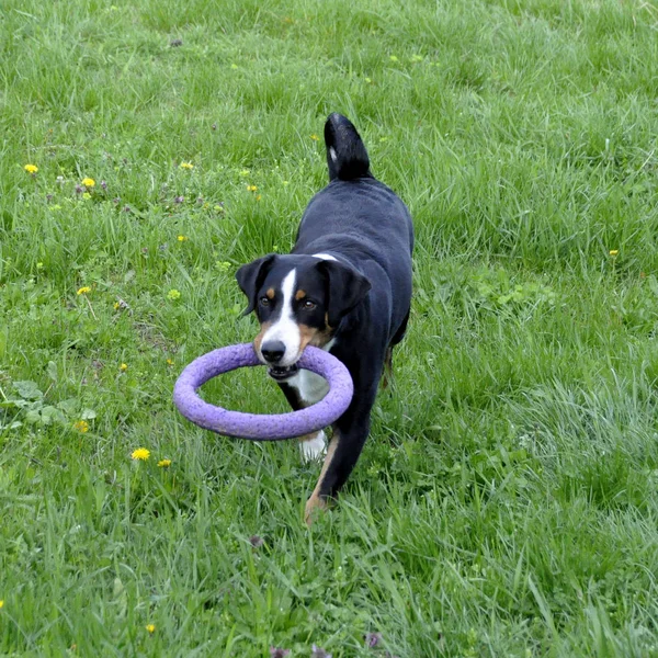 Yeşil çimenlerin üzerinde çalışan Appenzell büyükbaş hayvan köpek.