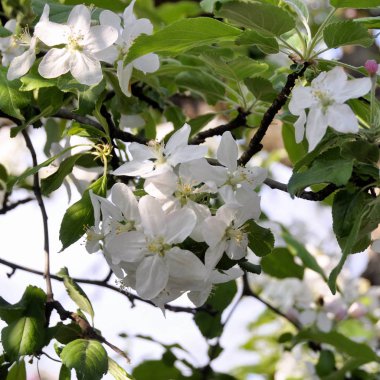 elma çiçeği bahar içinde.