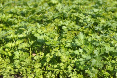 Arka plan yeşil maydanoz yaprakları, yatağa.