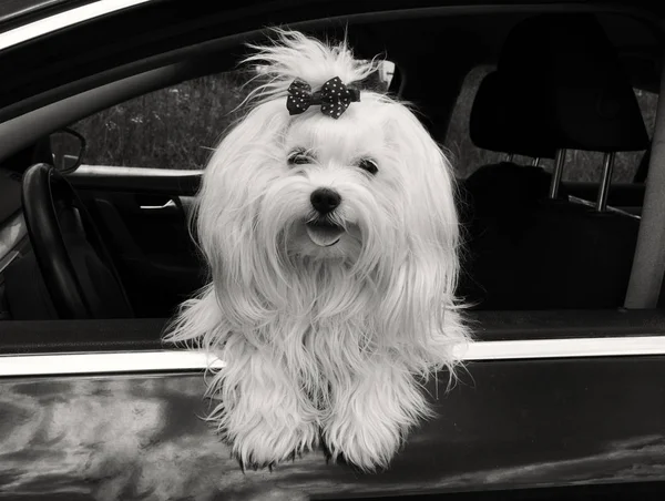 Arabadaki Malta köpeği pencereden dışarı bakıyor, siyah ve beyaz. — Stok fotoğraf