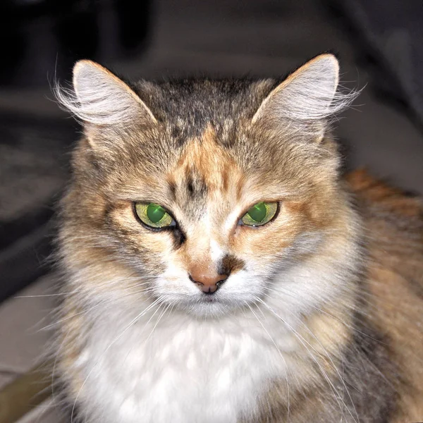 Kucing Dengan Mata Hijau Dan Tampilan Menarik Cat Potret Cat — Stok Foto
