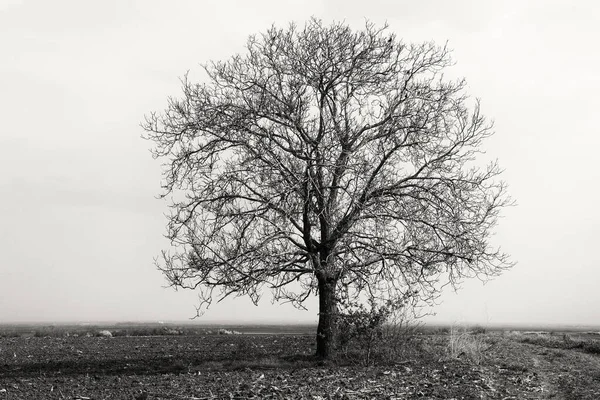 Tarlada Dikilen Yalnız Bir Ağacın Siyah Beyaz Görüntüsü — Stok fotoğraf