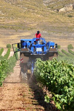 Şarap üreticileri otomatikman üzüm biçme makinelerini kullanırlar.