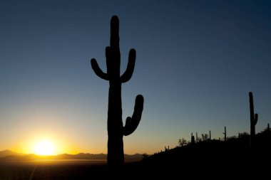 Gün batımında saguaro