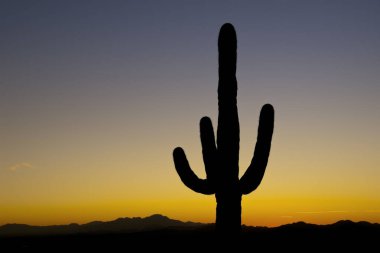Gün batımında saguaro