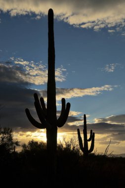 Gün batımında saguaro