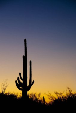 Gün batımında saguaro