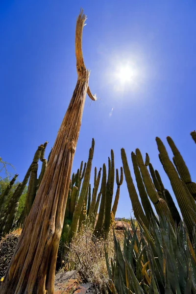 Saguaro Costillas y Fogones Cactus — Foto de Stock