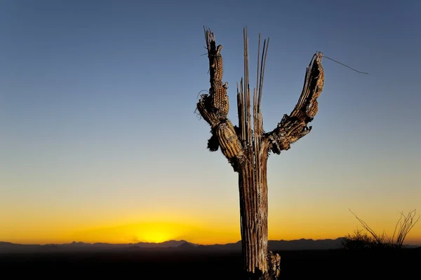 Gün batımında ölü Saguaro