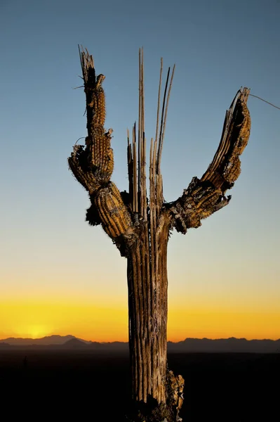 Saguaro muerto al atardecer — Foto de Stock