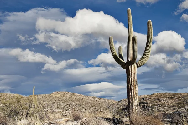 Saguaro és F felhők — Stock Fotó