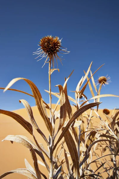 Cardo em dunas de areia 3268 — Fotografia de Stock