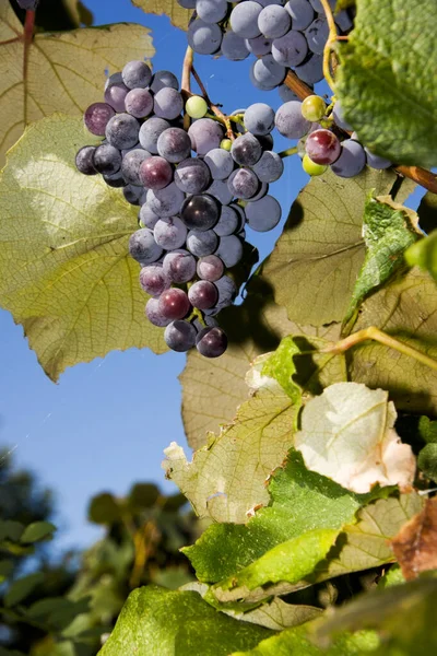 Uvas de vinificación —  Fotos de Stock