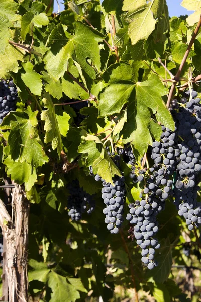 Uvas de vino tinto —  Fotos de Stock