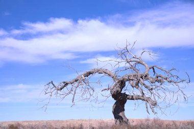 Grizzled Old Tree