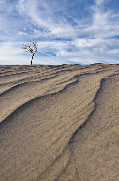 Dunas de areia de árvore — Fotografia de Stock