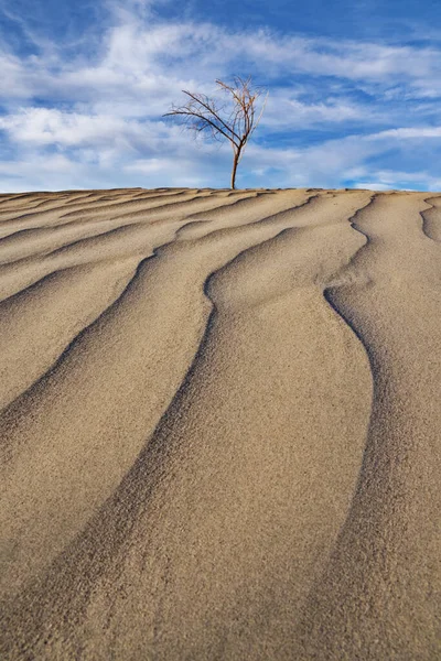 Dunas de areia de árvore — Fotografia de Stock