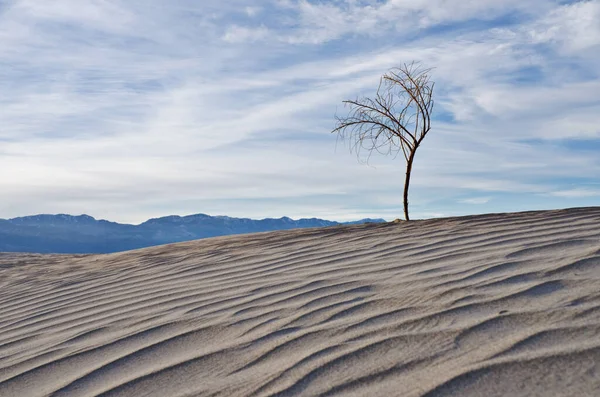 Dunas de areia de árvore — Fotografia de Stock