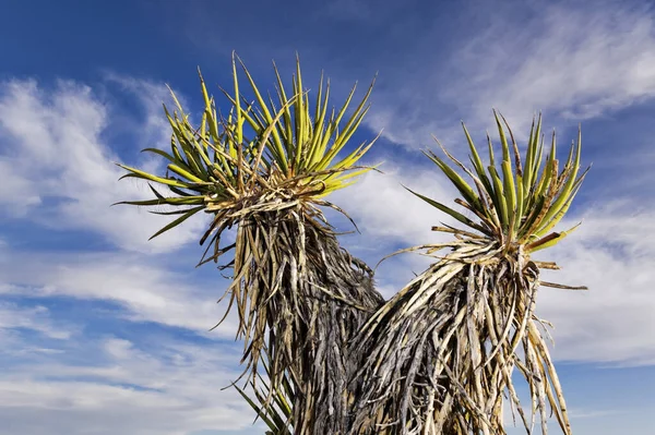 Yuca de Mojave — Foto de Stock