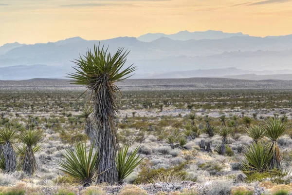 Paisaje de Yucca — Foto de Stock