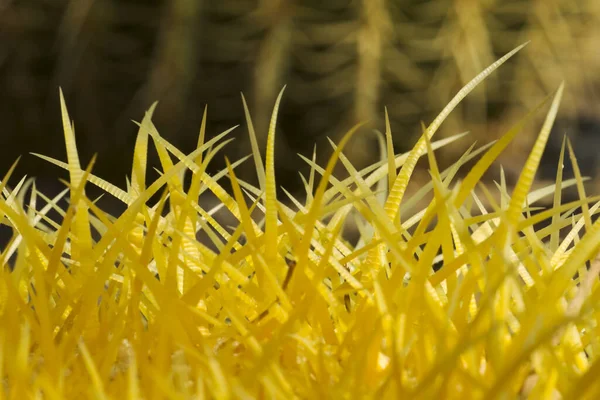 Barrel Cactus Thorns Φωτογραφία Αρχείου