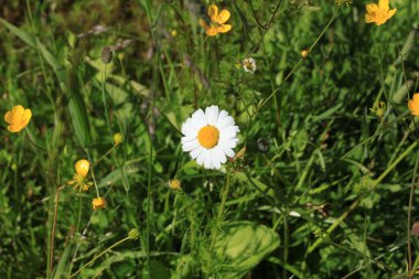 Daisy çim bir çalılık içinde