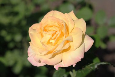 arka plan bulanık ihale rose