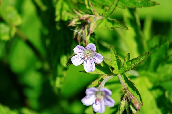 Bright juicy photo of small white flowers with lilac petals and green leaves and closed buds on a blurred background of green grass Stock Picture