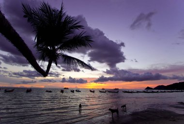 Sahilde gün batımında köpekler