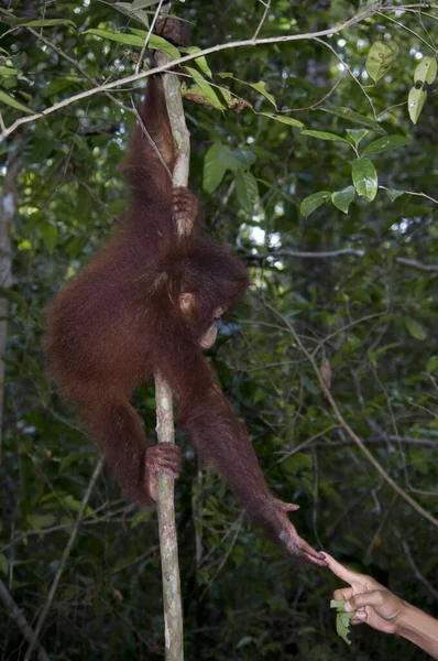 The creation of Adam the orangutan