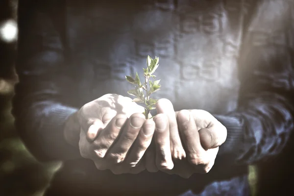 Ο άνθρωπος χέρι φυτών — Φωτογραφία Αρχείου