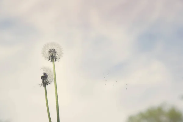Dandelion on sky — Stock Photo, Image