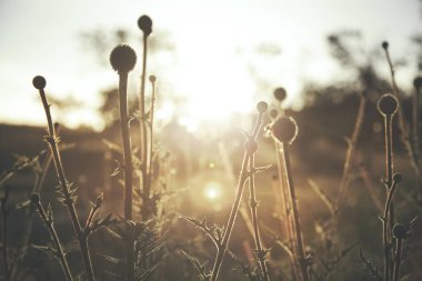 alan thorn ve günbatımı 