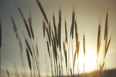 Buğday tarlası ve gün batımı