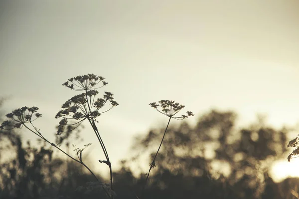Blommor och solnedgång — Stockfoto