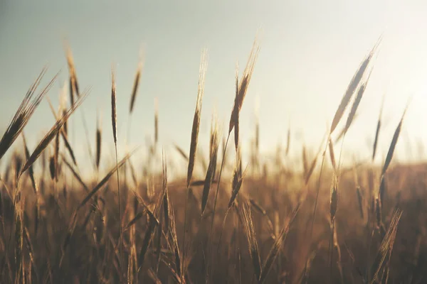 Wheat field and sunset — Stock Photo, Image