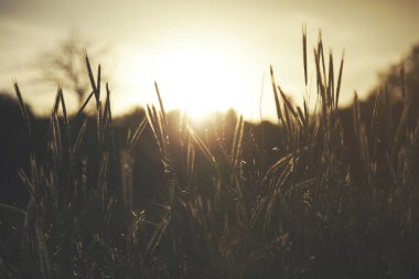 Buğday tarlası ve gün batımı