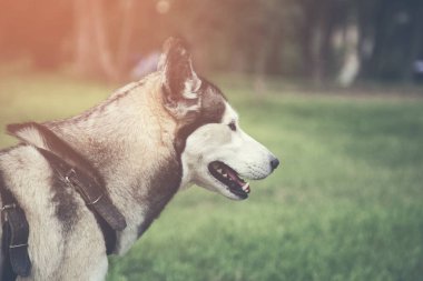 yalancı köpek parkı