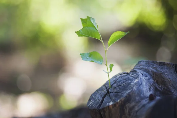 Plant growing out of a tree — Stock Photo, Image