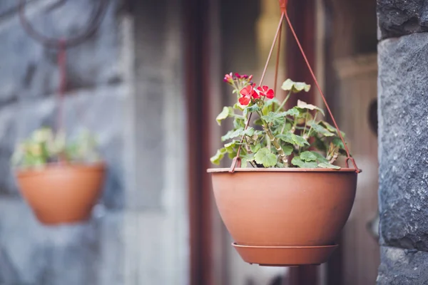 Beautiful Flower Pot Decoration — Stock Photo, Image