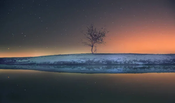 Puu Kauniissa Auringonlaskussa Luonto kuvapankkikuva