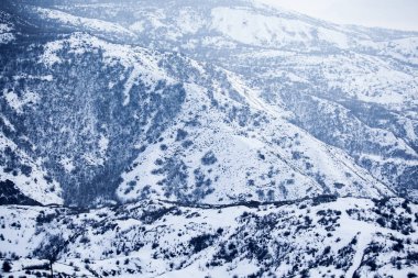 Yüksek dağdaki orman