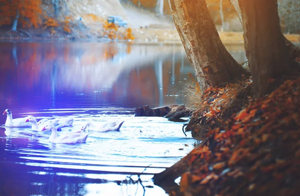 Beautiful Colors Autumn Landscape Lake — Stock Photo, Image