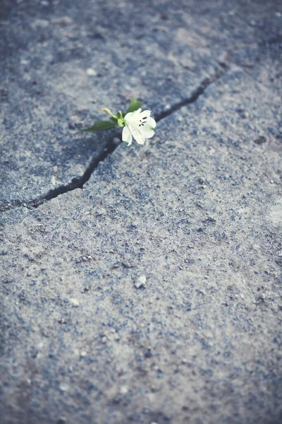 Crescendo Broto Flor Branca Chão — Fotografia de Stock