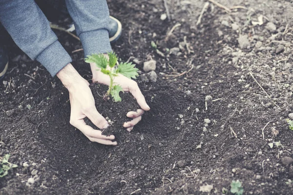 Mão Plantando Pequena Planta Solo — Fotografia de Stock